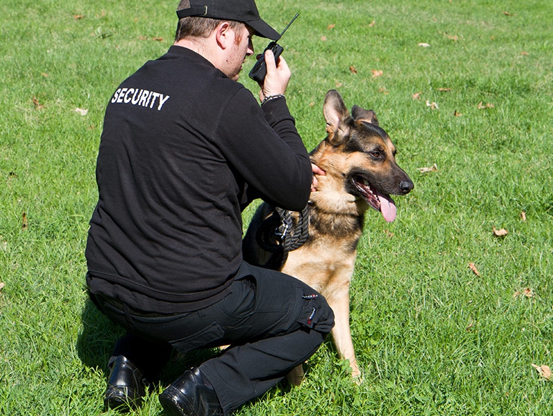 Security professional with canine